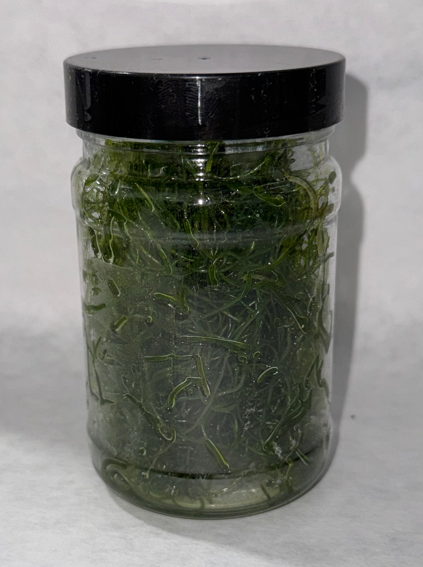 Clean Chaeto Infused with Reef Snacklebox